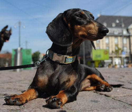 Hier finden Sie Links zu verschiedenen Themen › HundeAkademie Perdita