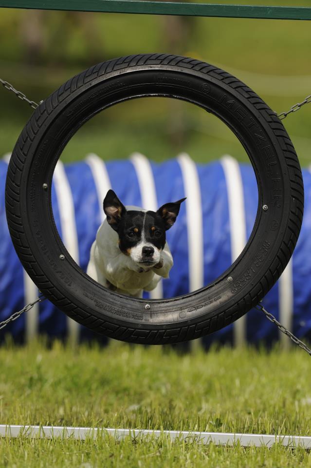 Agility › HundeAkademie Perdita Lübbe