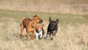 Training Erwachsene Hunde