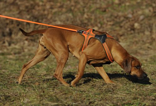 Mantrailing › HundeAkademie Perdita Lübbe