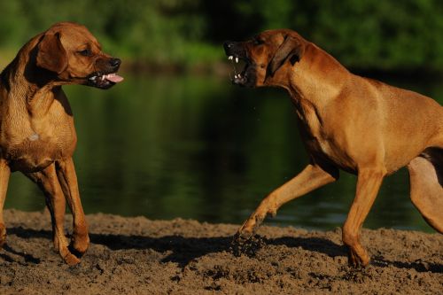 Training „Aggressionen bewältigen“ › HundeAkademie Perdita Lübbe