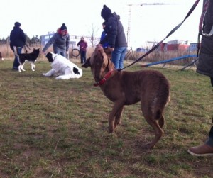 Hunderunde-2013