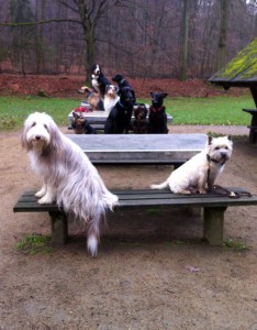 Hundegruppe-Tische-1